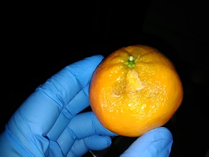 Romania Fruit QA Inspector Surveys Romania Fruit Inspection QC Services